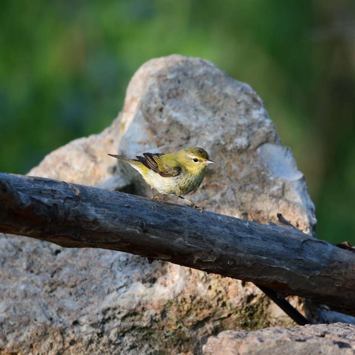 Tennessee Warbler - ML646416919