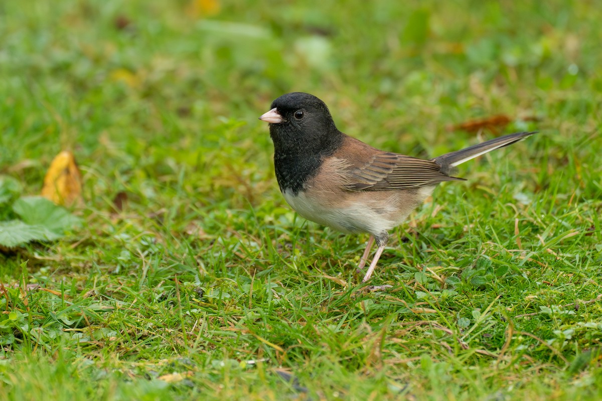 Юнко сірий - ML646416920