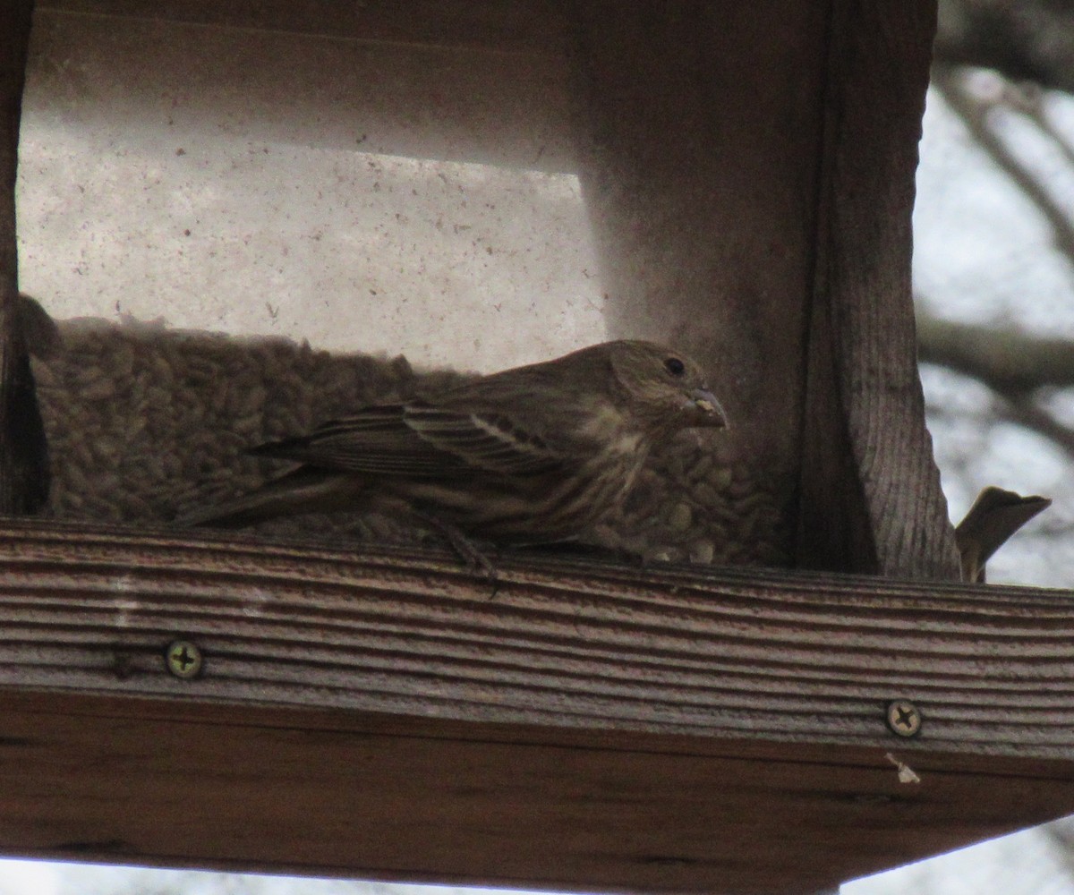 House Finch - ML646416921