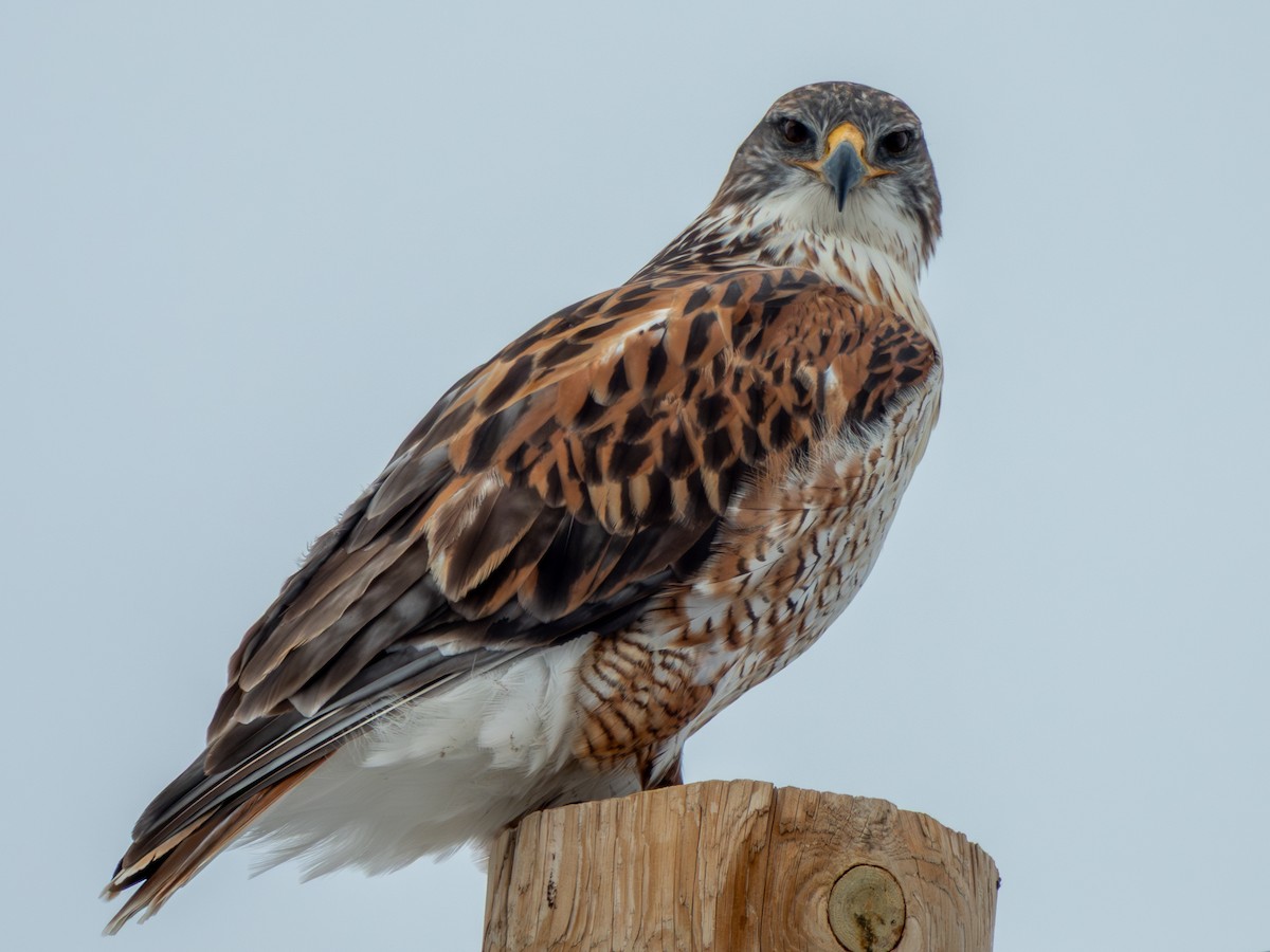 Ferruginous Hawk - ML646416922