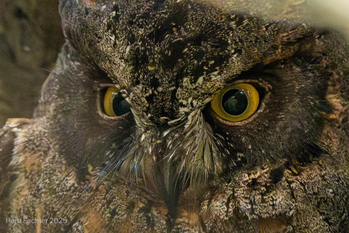 Madagascar Scops-Owl (Torotoroka) - ML646416923