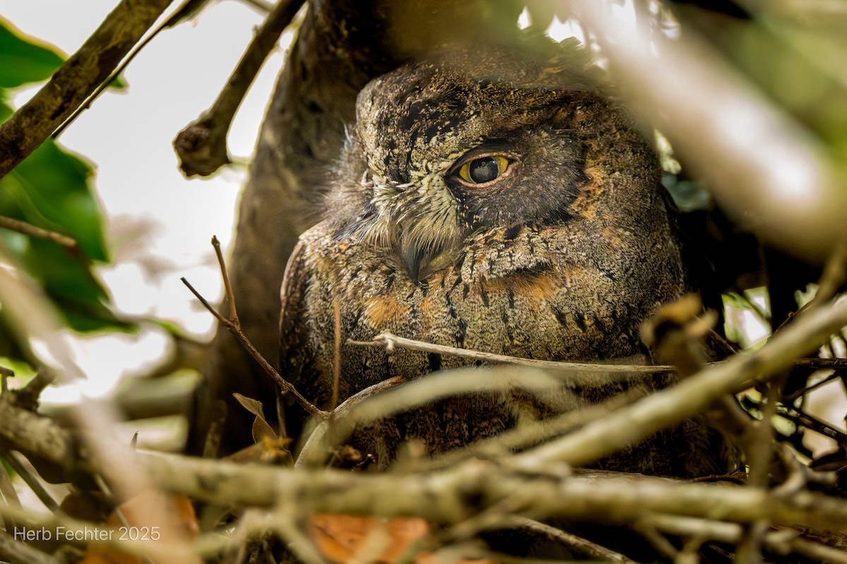 Madagascar Scops-Owl (Torotoroka) - ML646416924