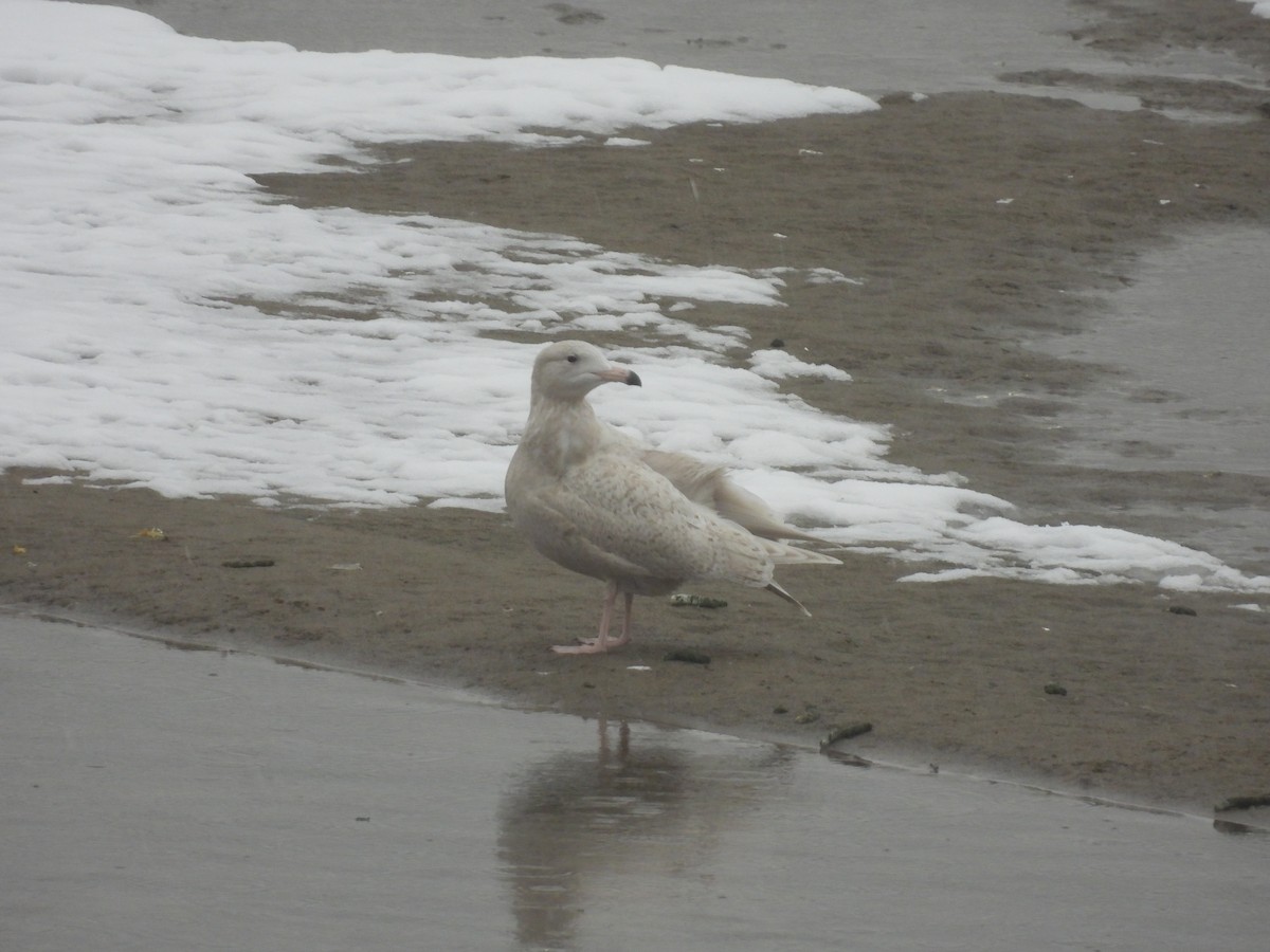 Glaucous Gull - ML646416925