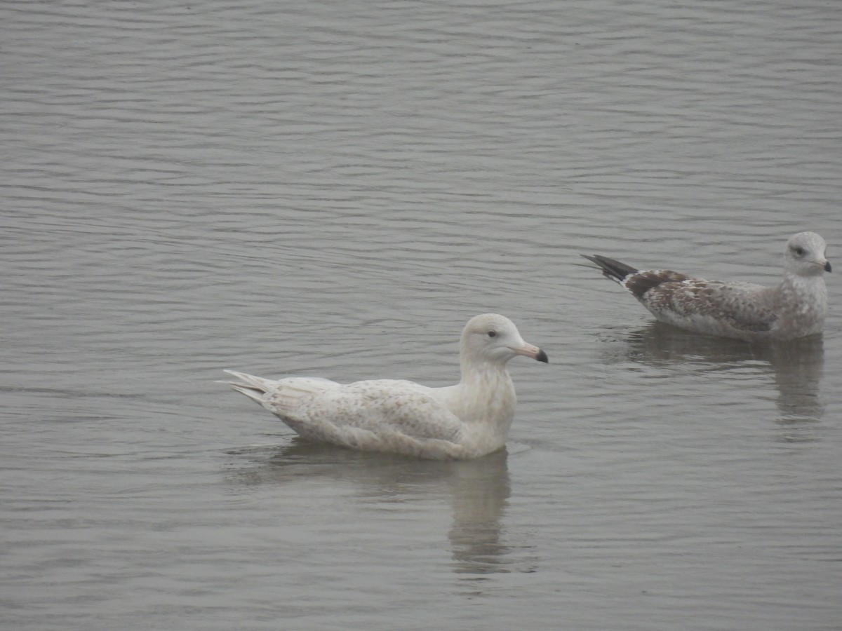 Glaucous Gull - ML646416927
