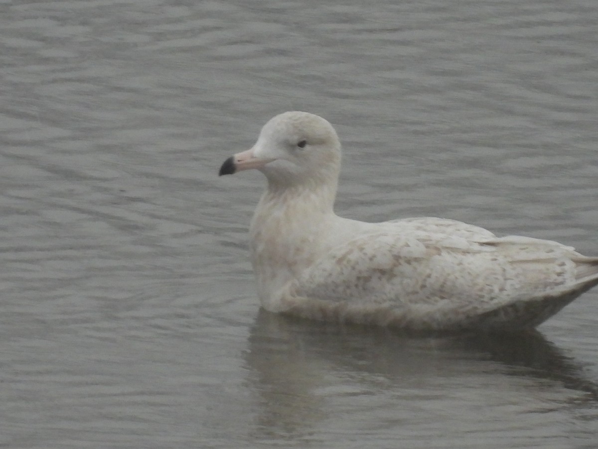 Glaucous Gull - ML646416928