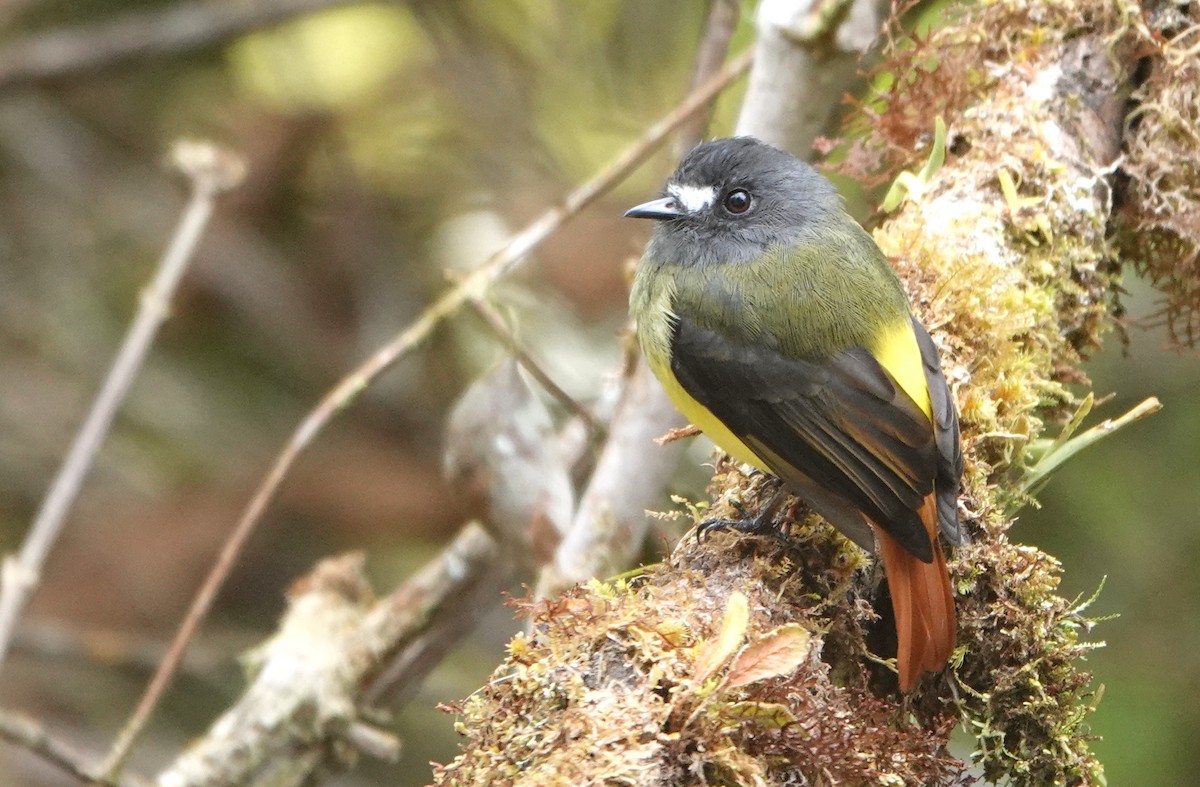 キゴシタイランチョウ - ML646416930