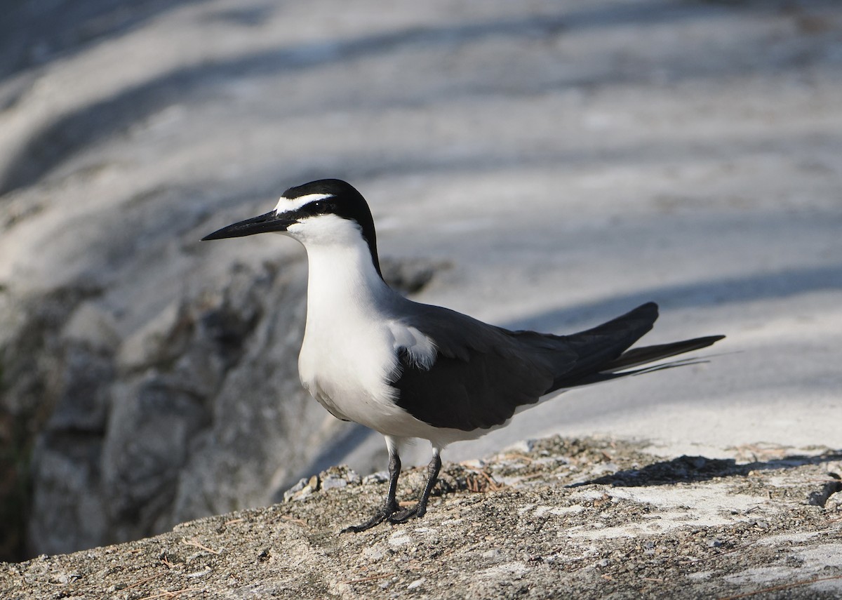 Bridled Tern - ML646416933