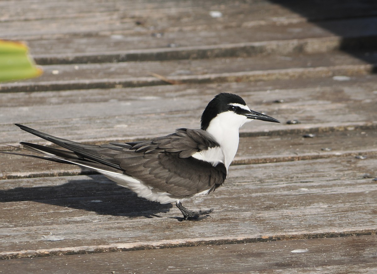 Bridled Tern - ML646416934