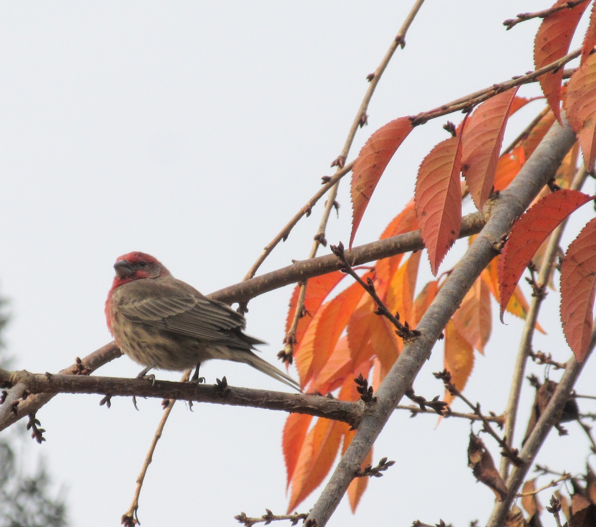 House Finch - ML646416935