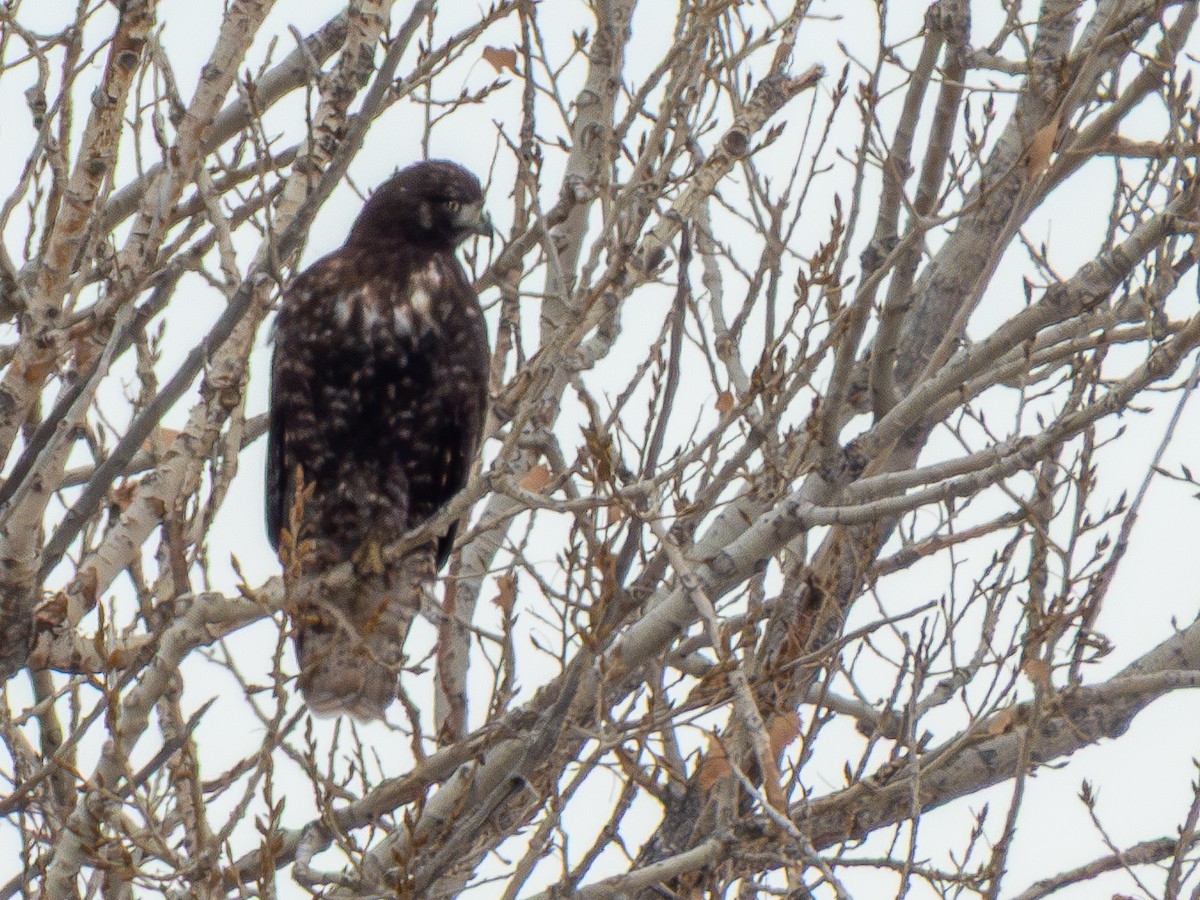 Red-tailed Hawk - ML646416936