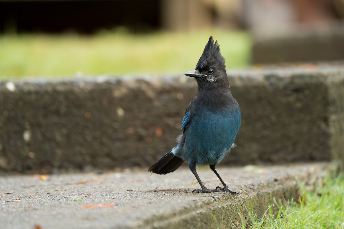 Сизойка чорноголова - ML646416937