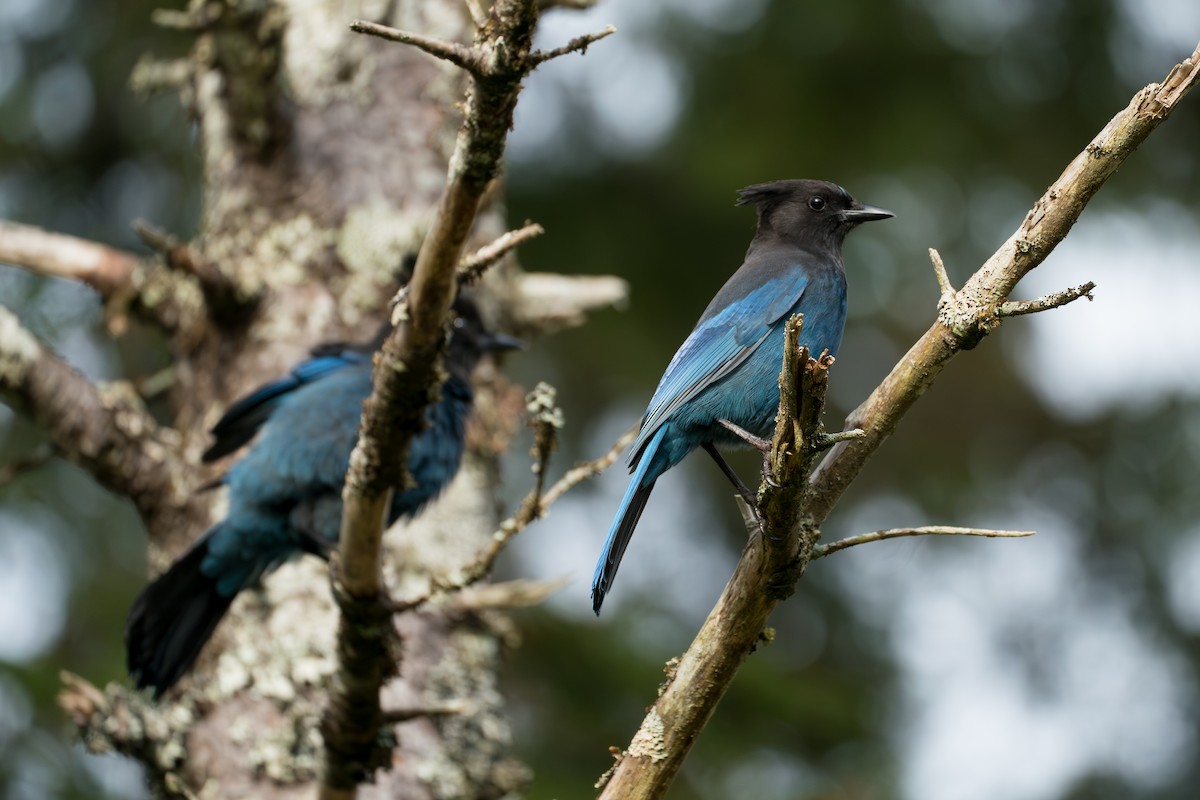 Сизойка чорноголова - ML646416938