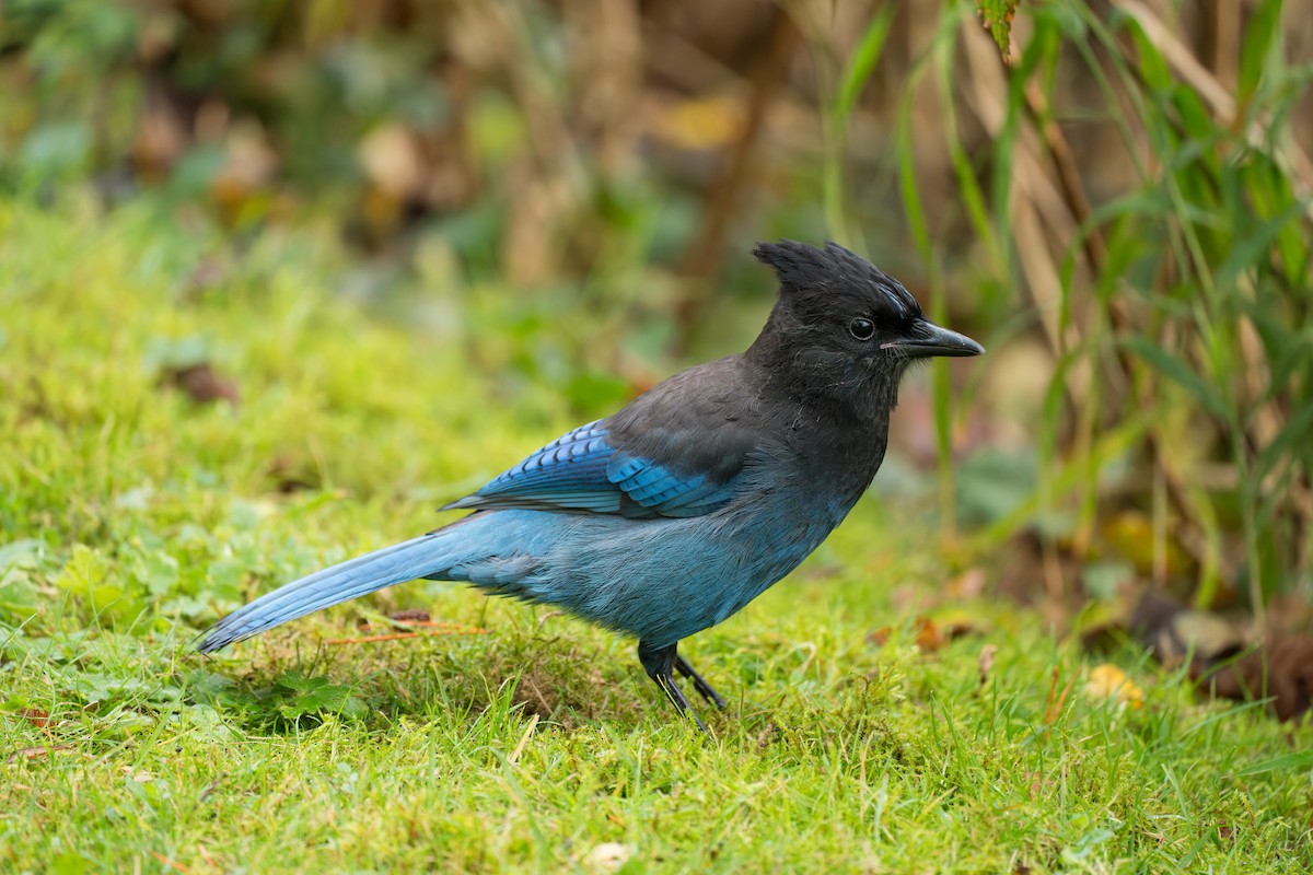 Сизойка чорноголова - ML646416939