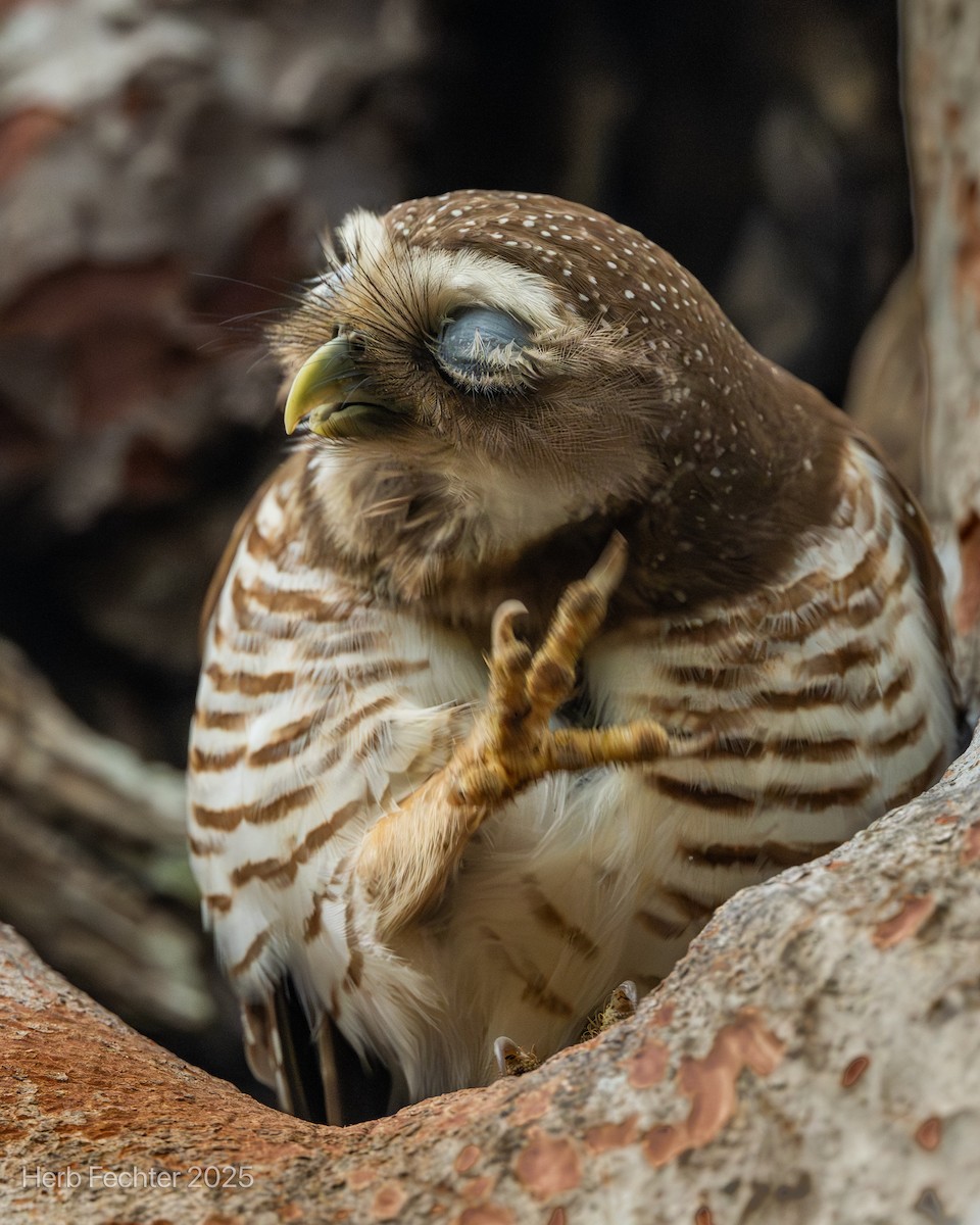White-browed Owl - ML646416940