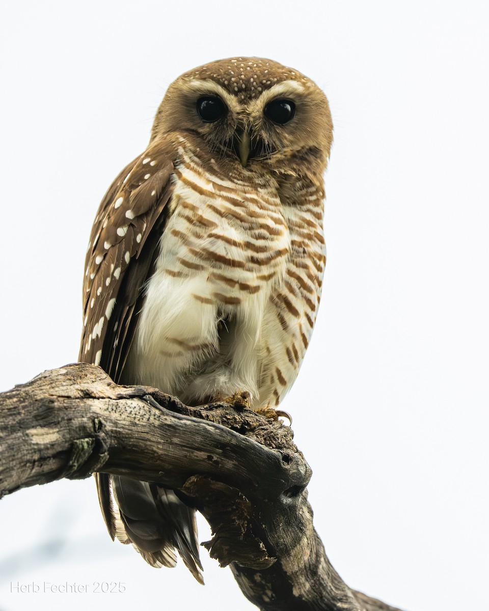 White-browed Owl - ML646416941