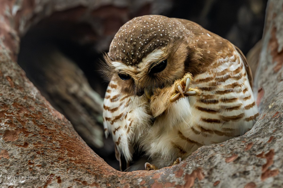 White-browed Owl - ML646416942