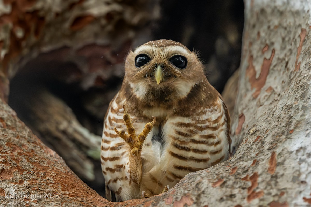 White-browed Owl - ML646416943