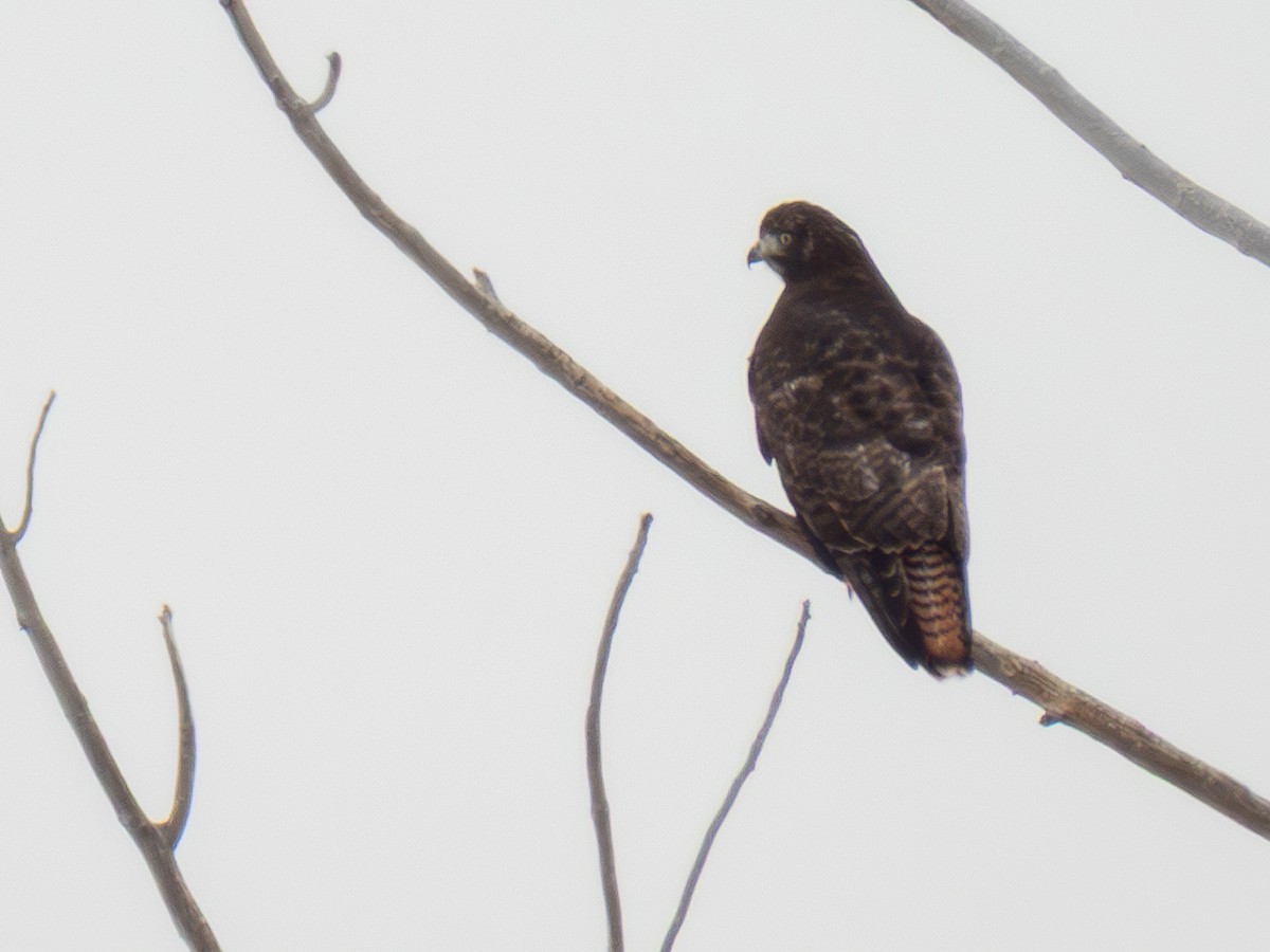 Red-tailed Hawk - ML646416944