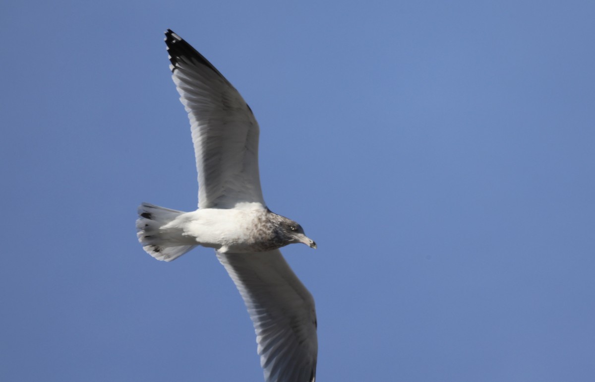 American Herring Gull - ML646416945
