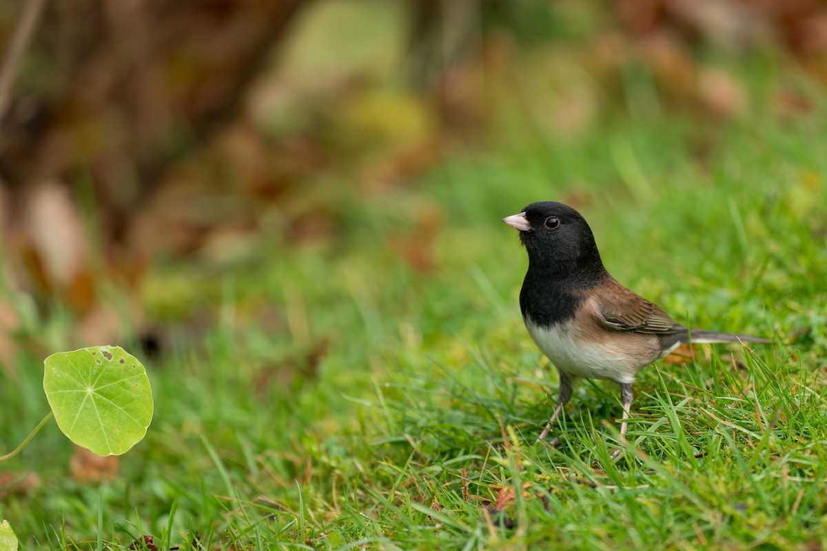 Юнко сірий - ML646416947