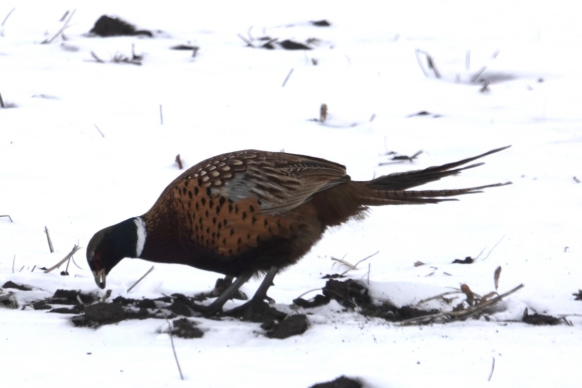 Ring-necked Pheasant - ML646416948
