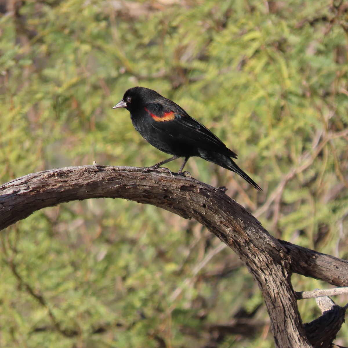 Red-winged Blackbird - ML646416957
