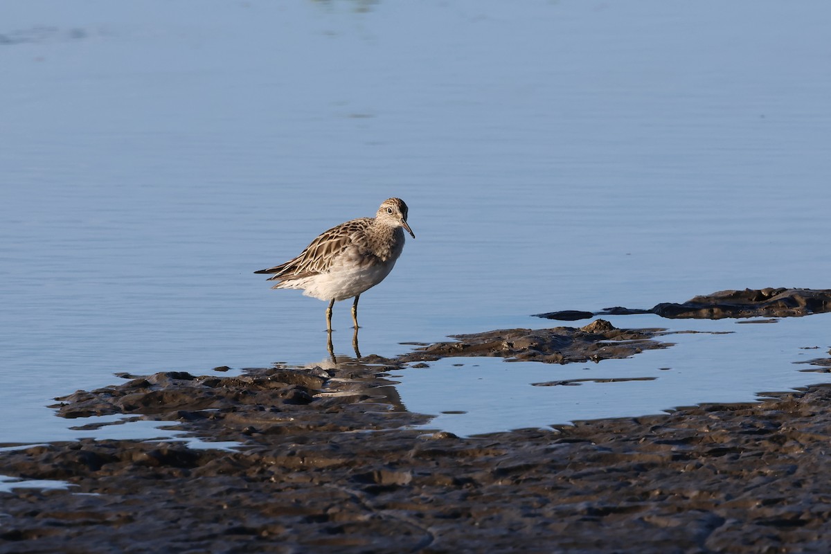 Sharp-tailed Sandpiper - ML646416958