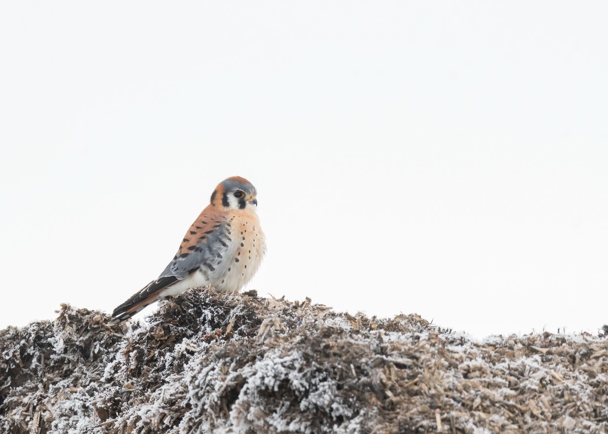 American Kestrel - ML646416962