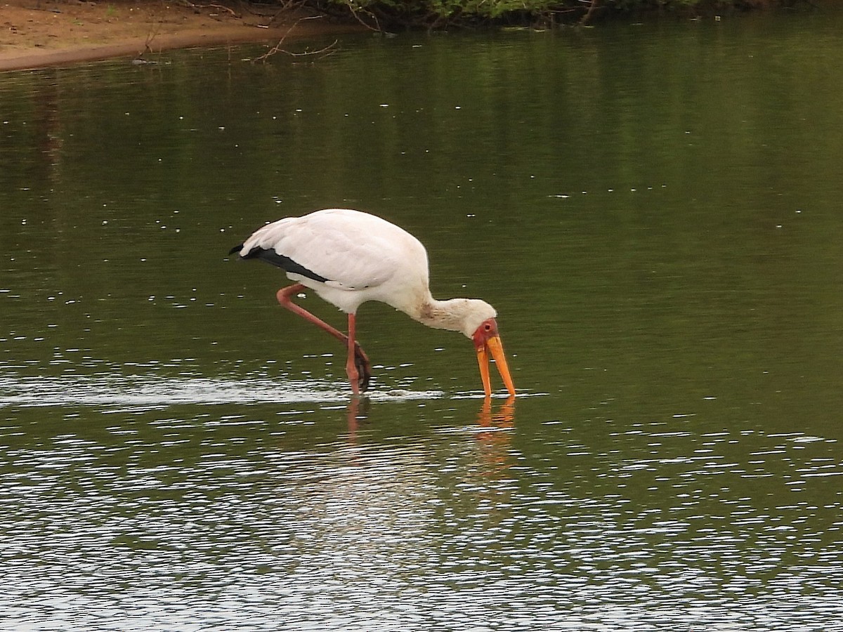 nesyt africký - ML646416963