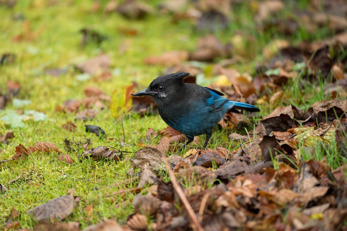 Сизойка чорноголова - ML646416966