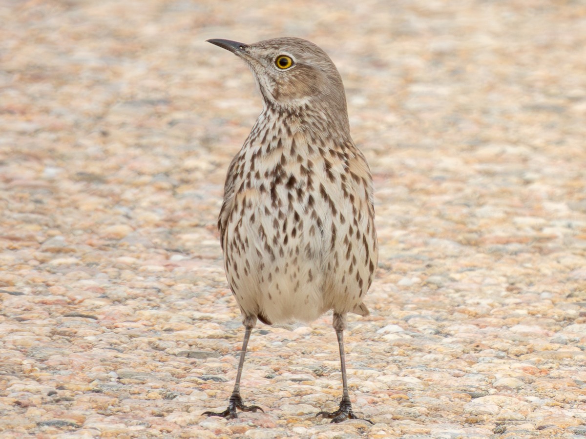 Sage Thrasher - ML646416968