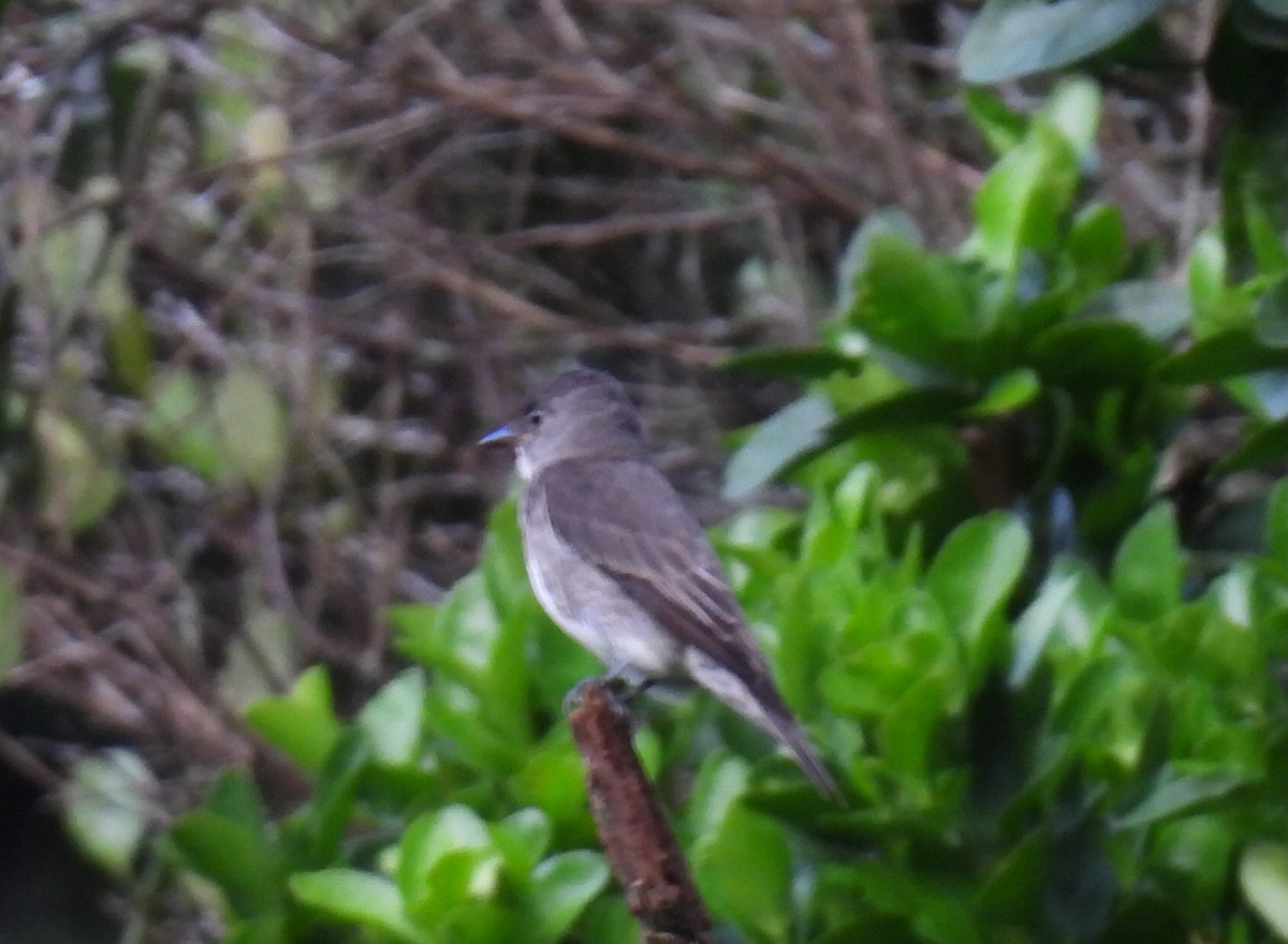 pewee sp. (Contopus sp.) - ML646416969