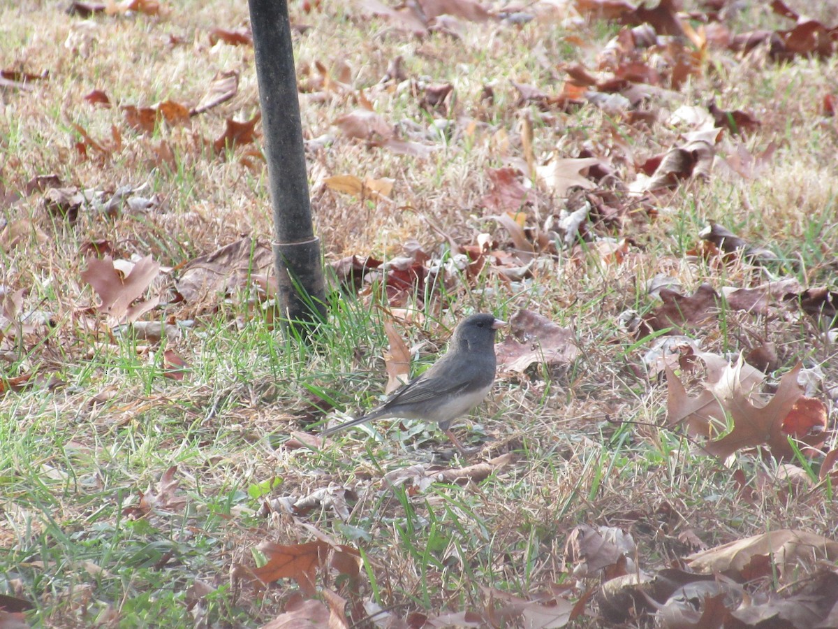 Dark-eyed Junco - ML646416971