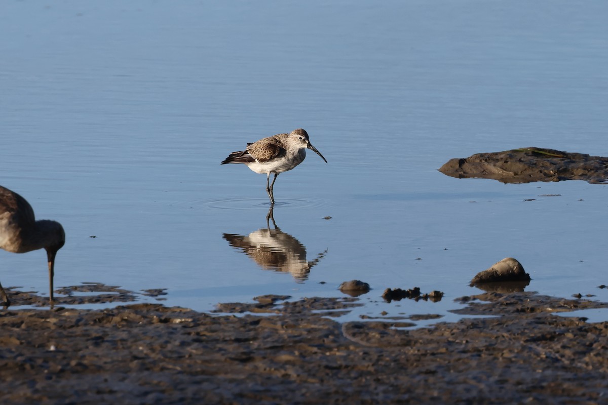 Curlew Sandpiper - ML646416973