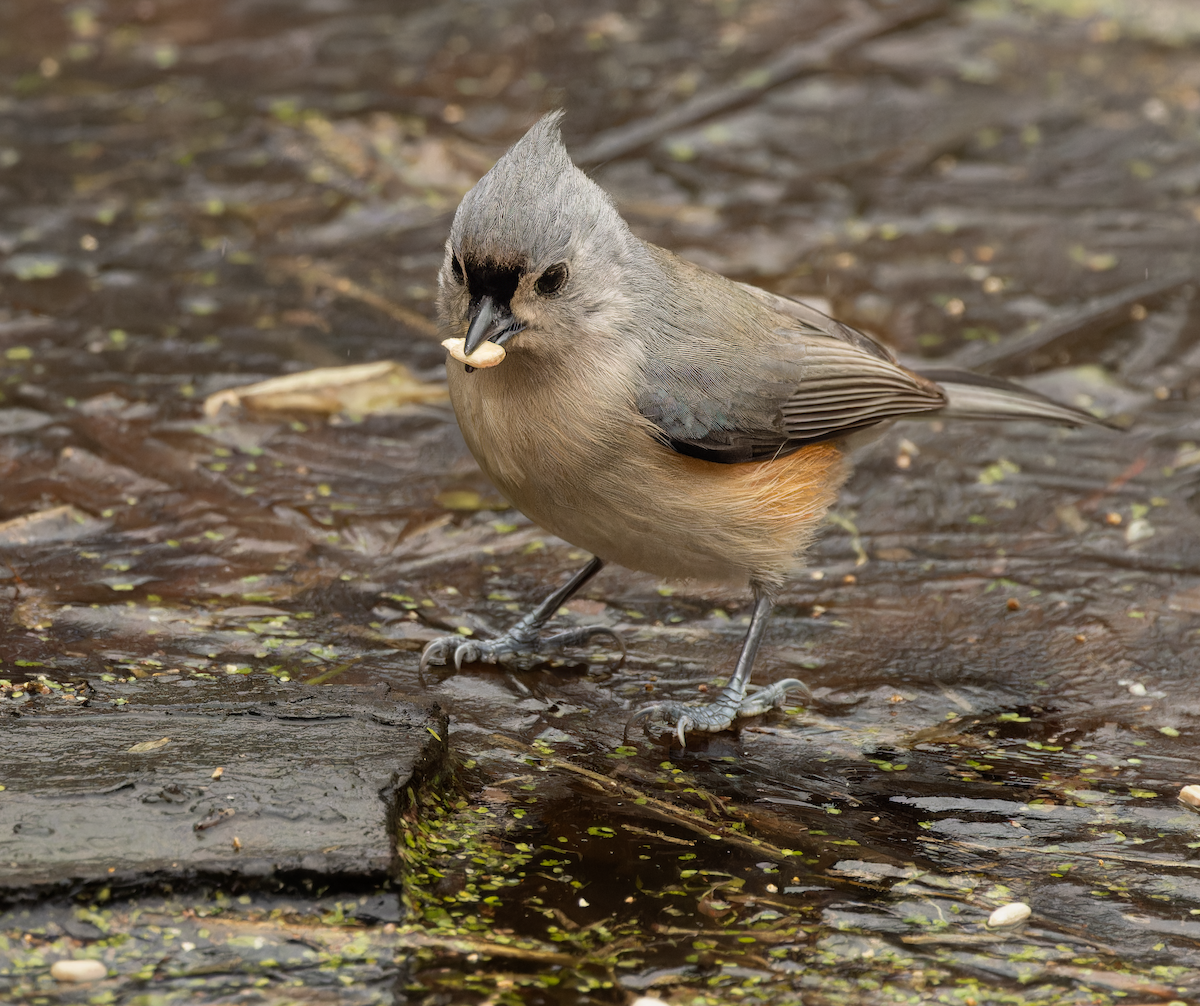 gråduskmeis - ML646416974