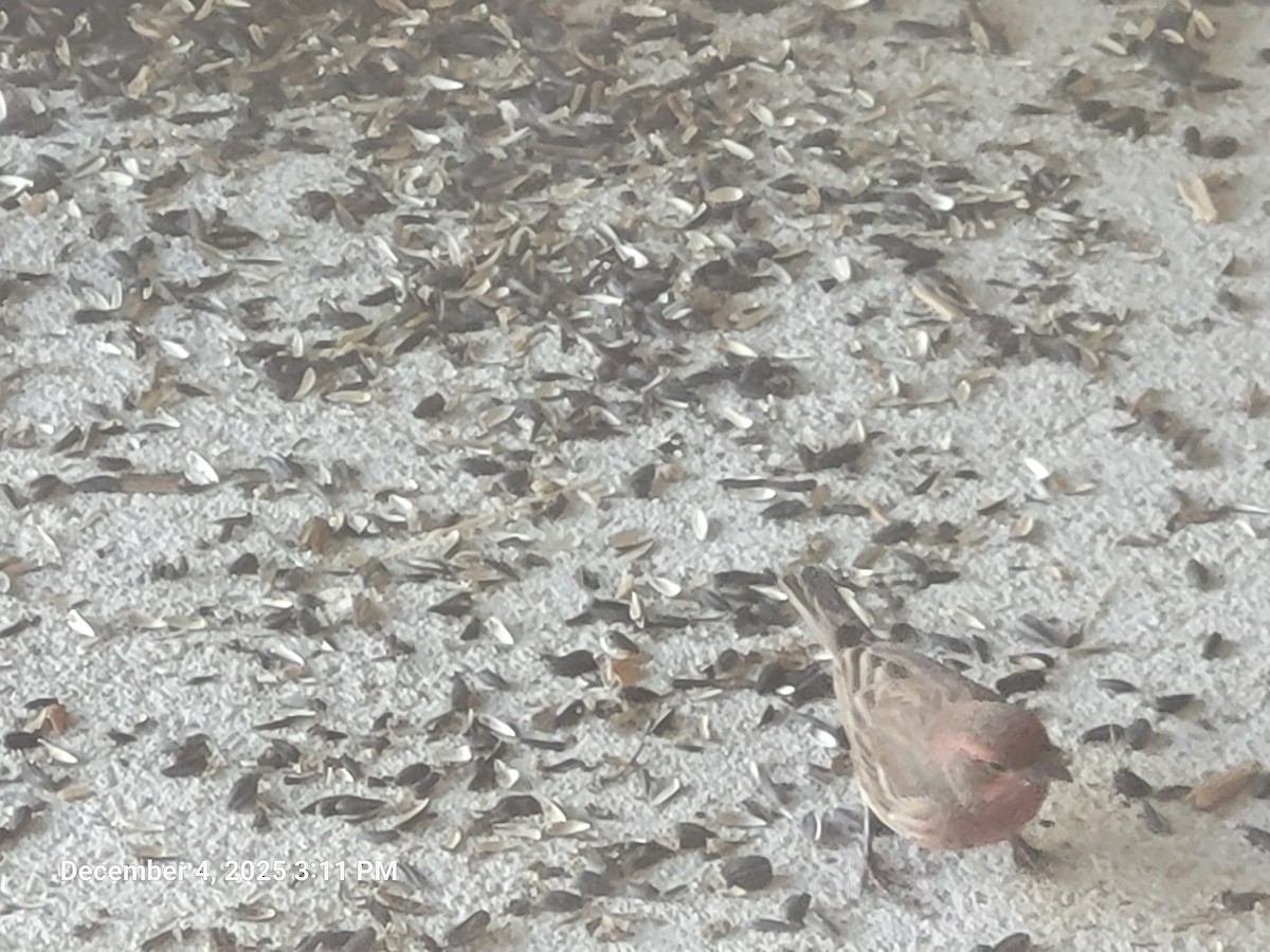 House Finch - ML646416983