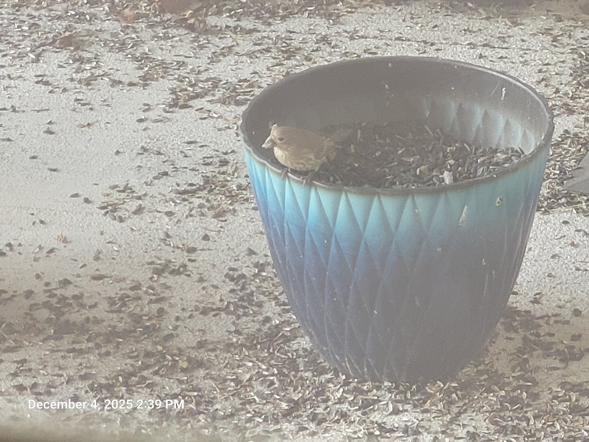 House Finch - ML646416984