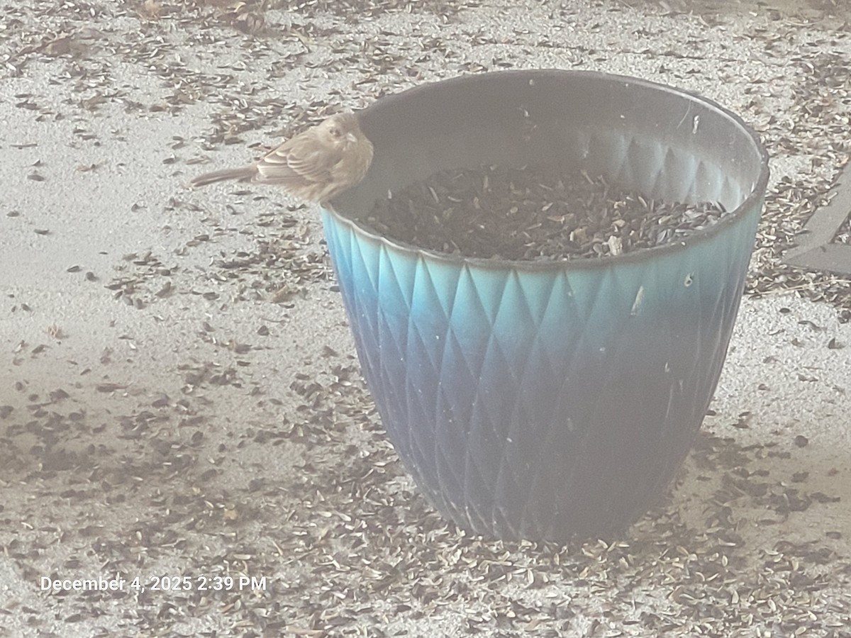 House Finch - ML646416985