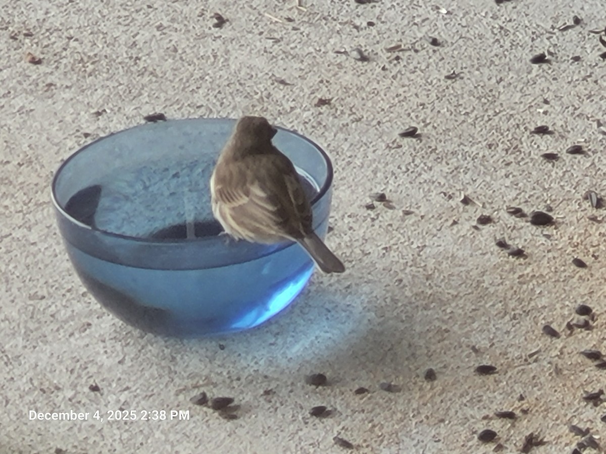 House Finch - ML646416989