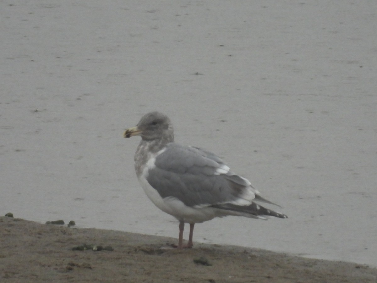 Серокрылая чайка - ML646416990