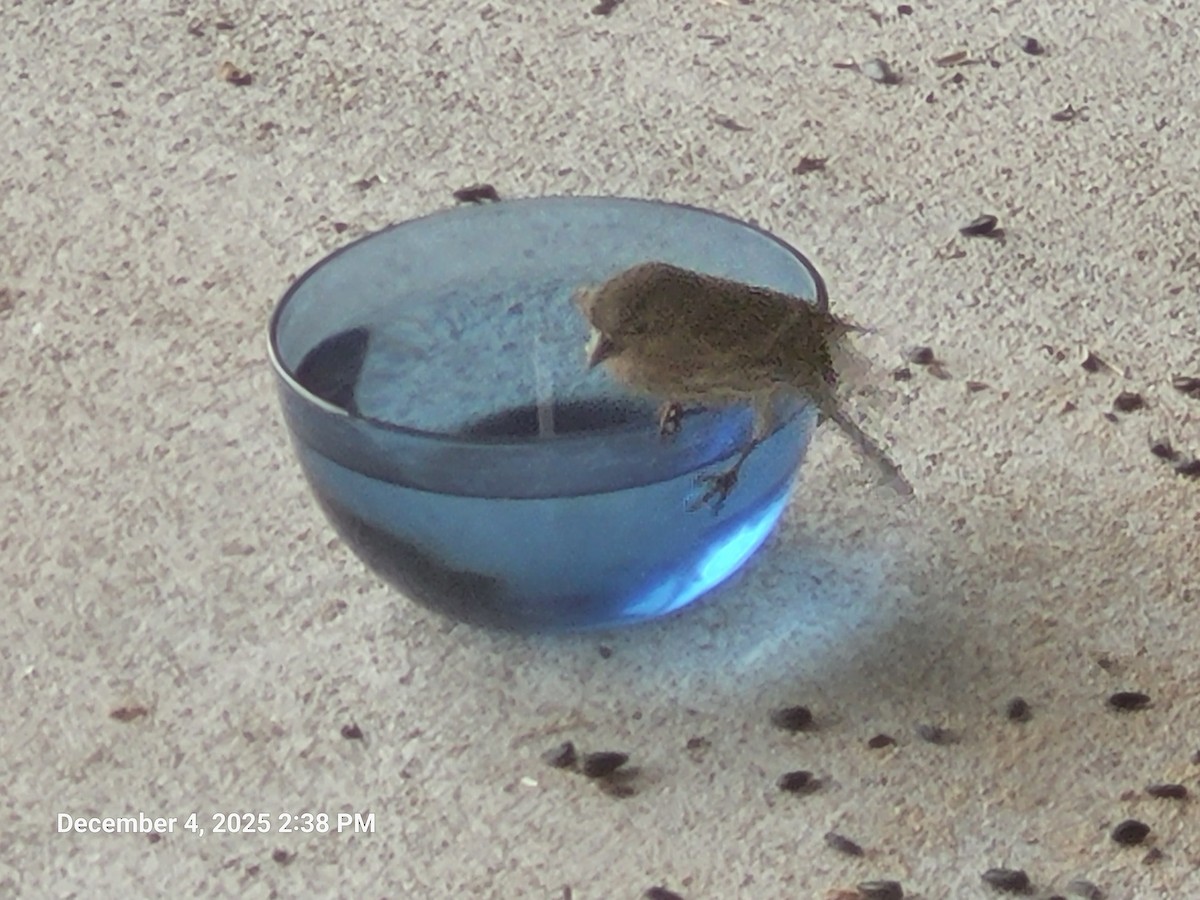 House Finch - ML646416992