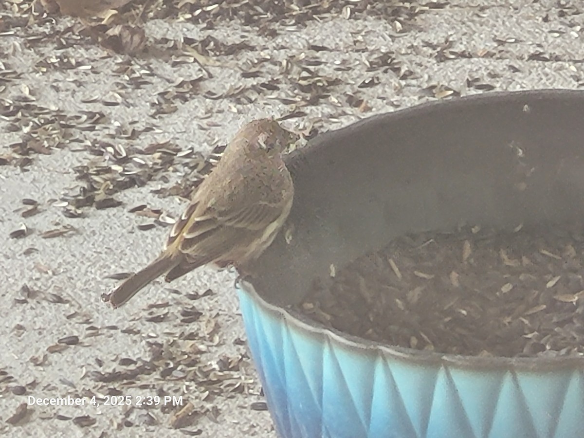 House Finch - ML646416995