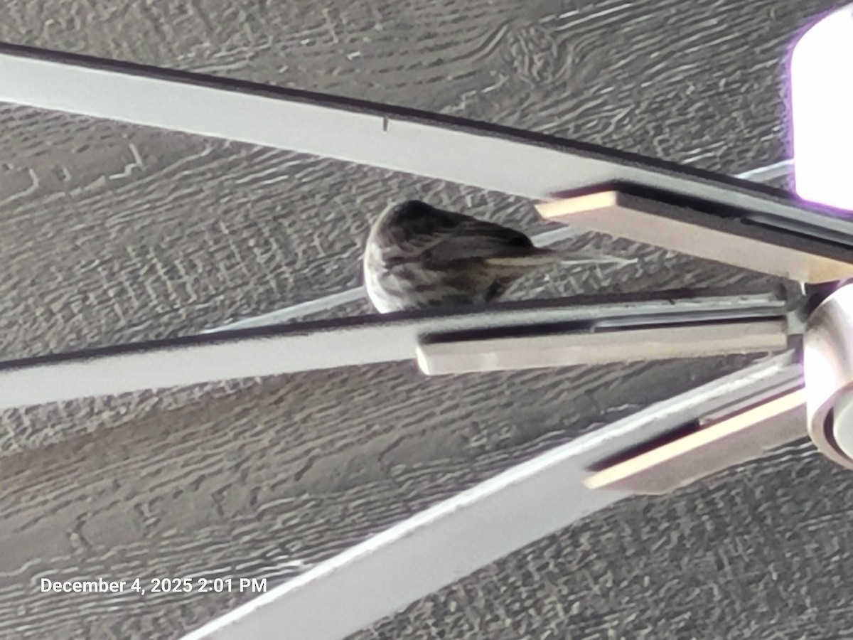 House Finch - ML646416997