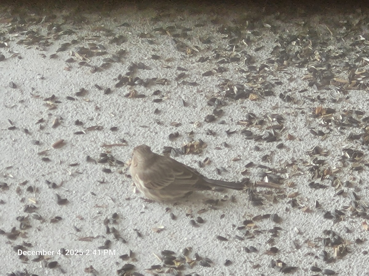 House Finch - ML646416998