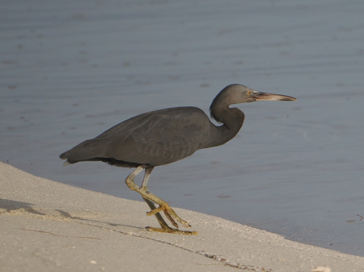 クロサギ - ML646416999