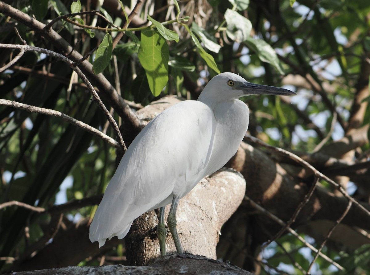 クロサギ - ML646417000