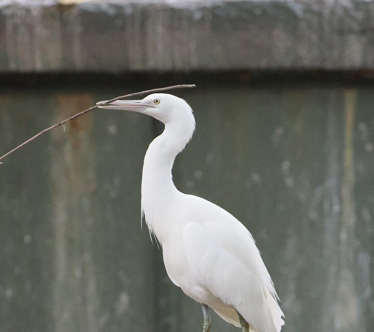 クロサギ - ML646417001