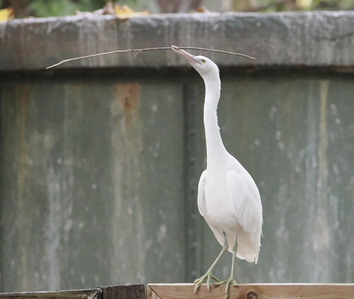 クロサギ - ML646417002