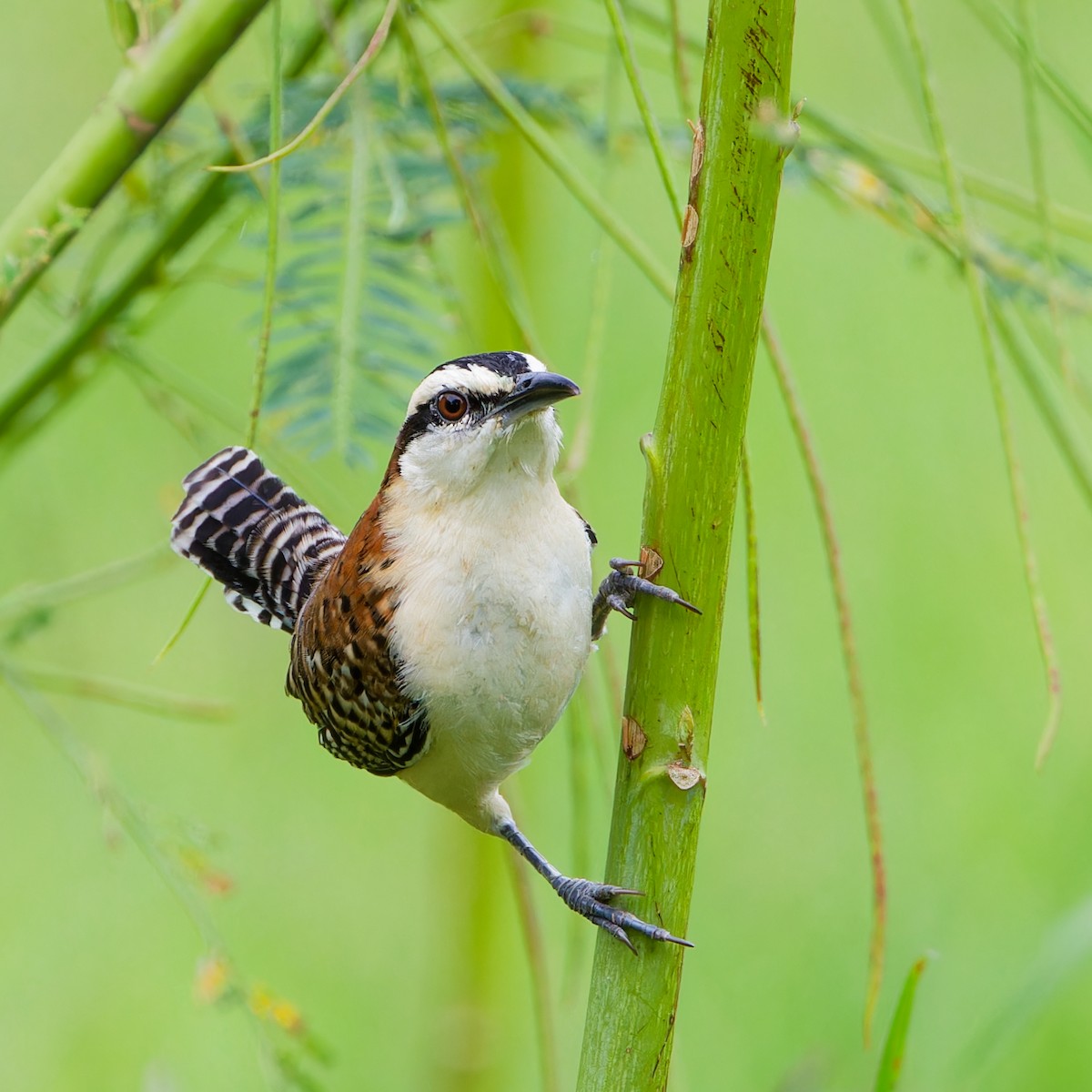 Rufous-backed Wren - ML646417003