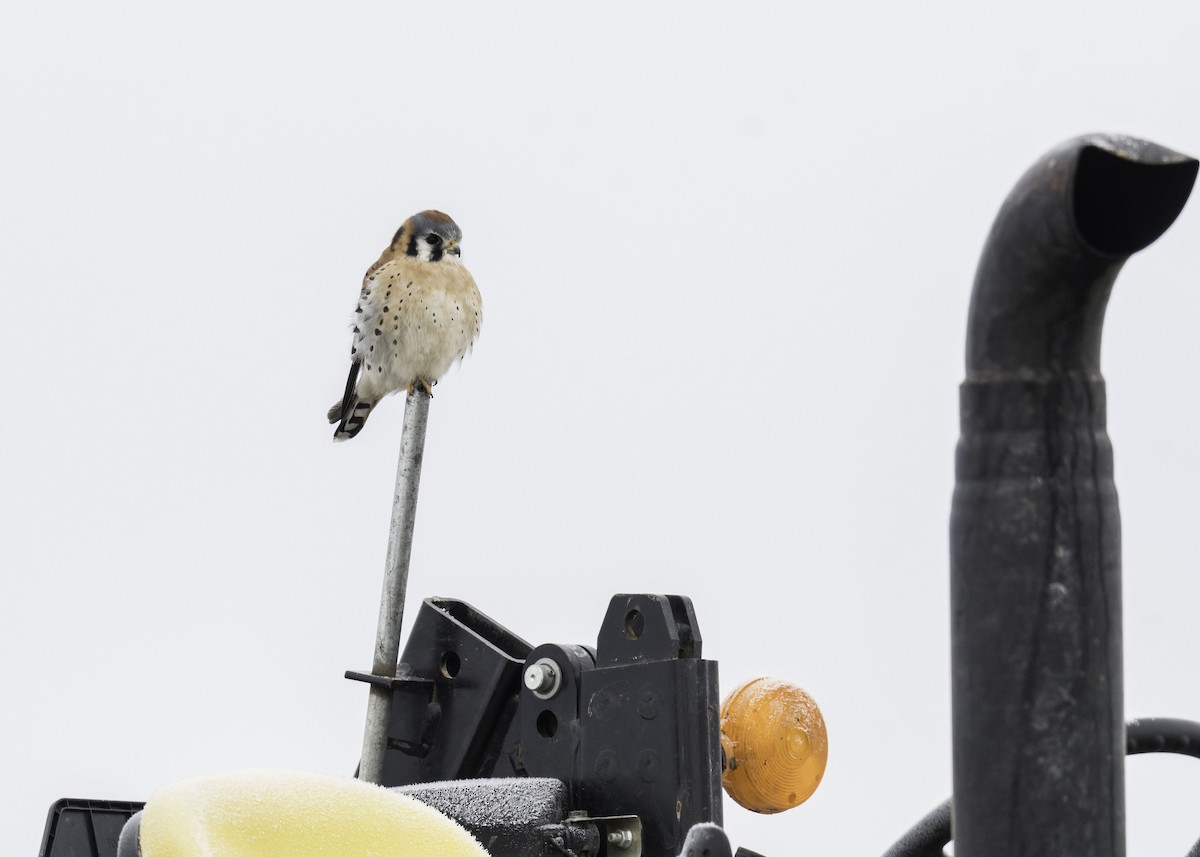 アメリカチョウゲンボウ - ML646417004